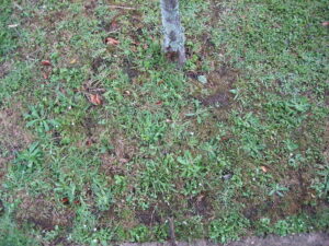 A patchy area of lawn with sparse grass and visible bare soil around a tree trunk.