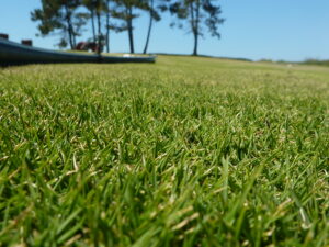 A well-maintained Zoysia grass lawn captured up close, showcasing the fine texture and dense growth, perfect for enhancing home landscapes with professional landscaping services