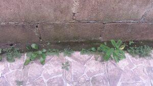 Weeds sprouting between cracks in a pavement and against a weathered concrete wall, demonstrating the persistent nature of weeds in hardscaped areas.