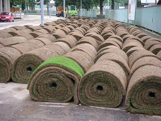 Rows of rolled sod arranged on the ground, awaiting deployment.