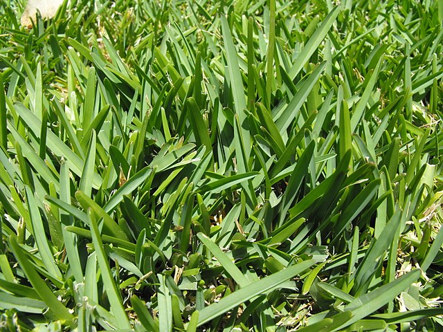 Close-up of St. Augustine grass showing its characteristic wide, flat blades and vibrant green color, indicative of a healthy, well-maintained lawn