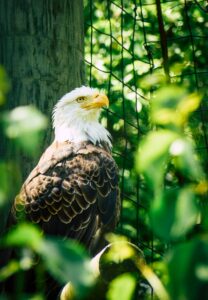 Portrait of an Eagle and Green Tree Leaves