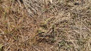 A close-up of dry, straw-colored mulch covering the ground, with sparse green grass blades peeking through, indicative of early spring or a dormant lawn in need of care.