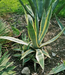 An Agave Americana plant prominently displayed in a garden setting, with long, pointed leaves featuring yellow edges and a pale green center. The thick, robust foliage, adapted for arid conditions, showcases this succulent's ability to store water, making it an ideal choice for drought-resistant landscaping. The plant's imposing structure and spiny leaf margins are characteristic of its hardy nature and resilience in hot climates.