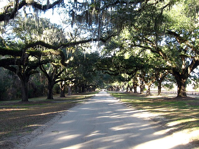 A serene dirt road meanders through a captivating avenue of majestic Live Oak trees draped in Spanish Moss. The dappled sunlight filters through the dense canopy, casting patterns of light and shadow on the path. The lush green branches form a natural archway, evoking a sense of tranquility and timelessness, characteristic of a Southern landscape.