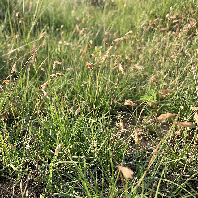 A close-up view of natural Buffalo grass with seed heads, highlighting the grass's slender green leaves and seasonal character in a field, representing sustainable and low-maintenance landscaping options.