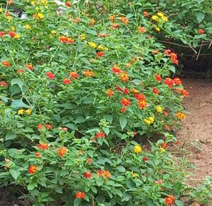 A dense cluster of lantana plants flourishing with small, clustered flowers in vibrant shades of yellow, orange, and red. The lush green foliage provides a rich background to the vivid blossoms, highlighting the plant's natural ability to thrive and add splashes of color to a garden setting.
