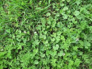 A close-up of a grassy area invaded by various broadleaf weeds with different shapes of green leaves, some with tiny flowers, showcasing a common challenge in lawn maintenance.