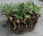 A single grass plug with visible roots and soil, ready for planting.