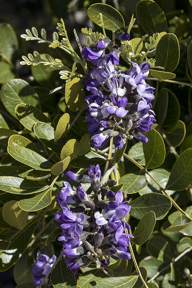 This image features the striking blooms of Texas Mountain Laurel, with its lush clusters of purple flowers that are richly contrasted against the backdrop of glossy, dark green leaves. The tightly packed blossoms exude a grape-like fragrance, characteristic of this resilient native shrub that thrives in the Texan climate.
