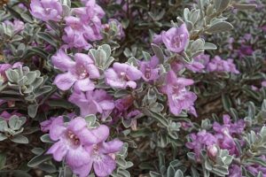A close-up view of Texas Sage, featuring its silvery-green foliage and delicate purple flowers. The soft hues of lavender petals stand out against the dusty gray leaves, showcasing the plant's natural beauty and adaptability to arid environments. The abundance of blossoms indicates a healthy, thriving shrub, a testament to its suitability for dry, hot climates.