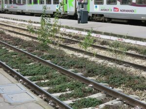 A train track running through a station, with green ground cover and young saplings growing between the gravel and along the tracks, highlighting nature's resilience in urban environments.
