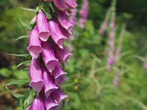 a stem of foxglove flowers in full bloom witha blurry background of grass