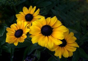 4 black eyed susans over a dark background. yellow flowers with dark center