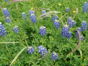 A field of bluebonnets growing along with various grass and weed species