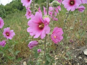 a field of hollyhock flowers in full bloom with dirt in the background