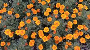 A field of Marigold flowers sitting on top of green grass.