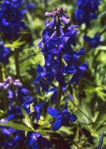 a field of carolina larkspur purple and blue flowers in full bloom with grass in a field