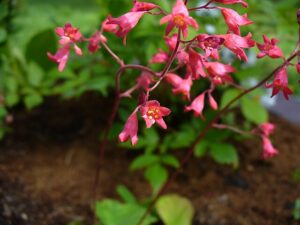 pink coral bells flowers on a vine with delicate spikes and green leaves over mulch