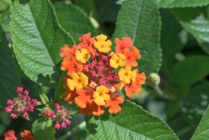 The photo showcases lantana blooms in vivid orange and yellow hues, which stand out against their lush green foliage. This close-up image illustrates the plant's natural beauty and its ability to brighten any garden.