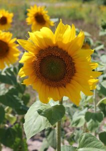 A close up sunflower in full bloom among three sunflowers on top of grass and dirt