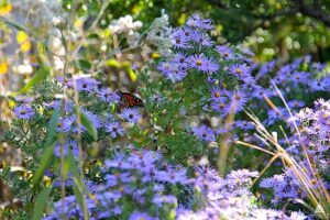 beautiful butterfly rests on aromatic asters amidst a lush garden, highlighting the vibrant purple-blue blooms that attract pollinators. The rich flora creates a colorful backdrop, showcasing the plant’s natural habitat.