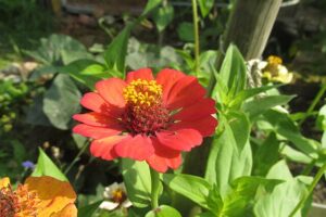 One Zinnia flower red with yellow pollen surrounded by leaves and other flowers