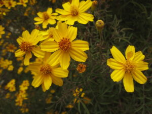 A bloom of copper canyon daisies with dark grass. yellow flowwers with many petals and a darker orange center