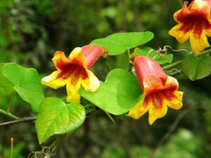 crossvine flowers with their characteristic trumpet shape, glowing in shades of red and yellow. Their bright colors stand out against the lush green leaves, demonstrating the plant's striking beauty in garden settings.